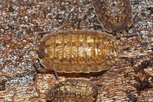 Porcellio monticola